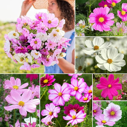 Groundio Cosmos Seeds Wildflower Mix 1 Oz, Over 3,000+, 4 Varieties Flowers Seeds for Planting (Radiance, Purity, Pinkie, Picotee), Open Pollinated Bulk