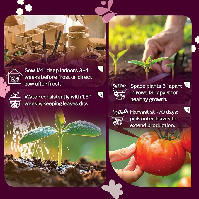 SVI 500 Georgia Southern Collard Green Seeds (Brassica oleracea) – Collard Greens Seed Packets, Heat and Cold Tolerant Collards – Vegetable Seeds for Outdoor Vegetable Garden, Raised Beds
