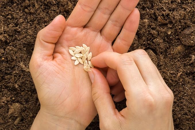 50 Straight Eight Cucumber Seeds - Heirloom Non-GMO USA Grown Vegetable Seeds for Planting - Pickling and Slicing Cucumber