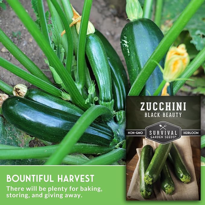 Black Beauty Zucchini Seeds for Planting - Heirloom Summer Squash Variety for Vegetable Garden Growing - High Yield Dark Green Zucchinis - Survival Garden Seeds (1 Pack)