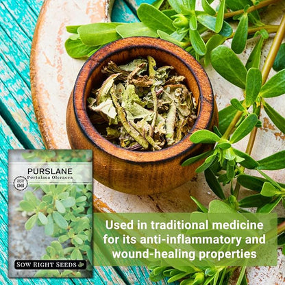 Sow Right Seeds - Purslane Seeds for Planting - Non-GMO Heirloom Packet with Instructions to Grow an Outdoor or Indoor Vegetable Garden - Rare Edible & Culinary Variety - Medicinal Benefits & Uses (2)