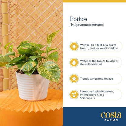 Costa Farms Pothos Live Plants, Devil's Ivy in Plastic Pots, Easy to Maintain, Air Purifying Indoor Houseplants, Room or Office Decor, House Warming or Birthday Gift, 8-12 Inches Tall, Pack of 2