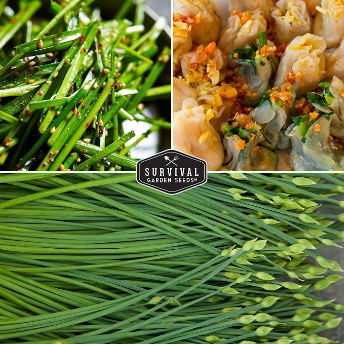 Chive Seeds Collection - Common & Garlic Chives Seed for Planting - 2 Packets of Non-GMO Heirloom Open-Pollinated Herb Varieties to Plant in Your Garden - Survival Garden Seeds