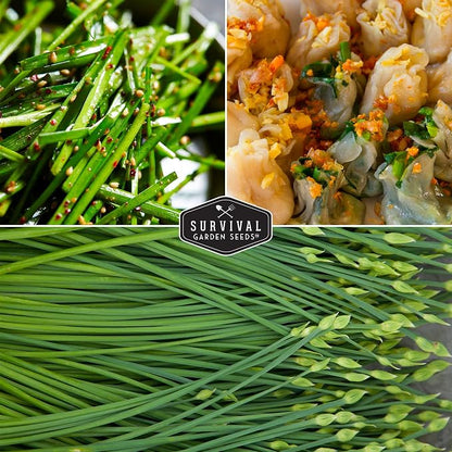 Chive Seeds Collection - Common & Garlic Chives Seed for Planting - 2 Packets of Non-GMO Heirloom Open-Pollinated Herb Varieties to Plant in Your Garden - Survival Garden Seeds
