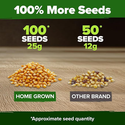 HOME GROWN Golden Bantam Sweet Corn Seeds 100+ Heirloom Non-GMO Seeds for Planting, High Germination, Yellow Kernel Corn on the Cob, Early Summer Harvest, Easy to Grow Home Garden Crop (Zea mays)