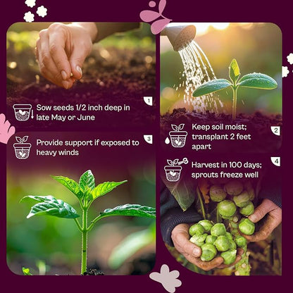 SVI 850 Long Island Brussels Sprouts Seeds (Brassica Oleracea) – Brussel Sprouts Seed Packets, Heirloom Brussel Sprout – Cold Hardy Vegetable Seeds Home Garden, Outdoor Beds, Containers