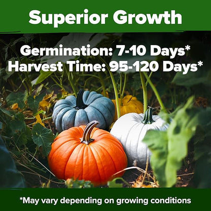 HOME GROWN Non GMO 5 Pumpkin Seeds Mix - 40 Seeds Heirloom Pumpkin for Planting Ideal Garden for Unique Varieties Yellow Paris and Casper, Culinary and Decorative Use