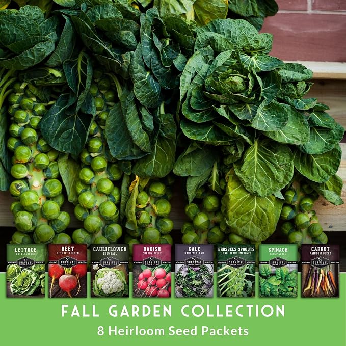 Fall Vegetable Seeds Collection - 8 Packs of Non-GMO Heirloom Cool Weather Seed Varieties for Planting Vegetables | Autumn & Indoor Gardening Variety Pack - Survival Garden Seeds