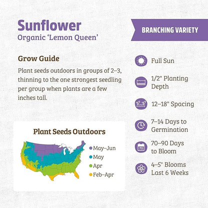 Back to The Roots 100% Organic Heirloom Seeds - Lemon Yellow Sunflower Value Pack (1.4g Total)