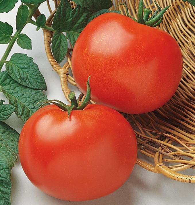 Burpee 'Rutgers' Heirloom Slicing Tomato 125 Non-GMO Seeds