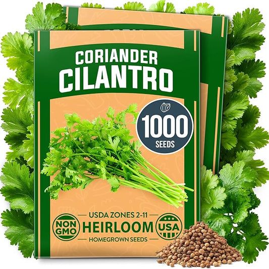 HOME GROWN 1000+ Cilantro Seeds for Planting Indoors or Outdoors - Non-GMO Heirloom Herbs, Coriander Plant Seeds, Herb Seeds Collection for Herb Garden (Coriandrum sativum)