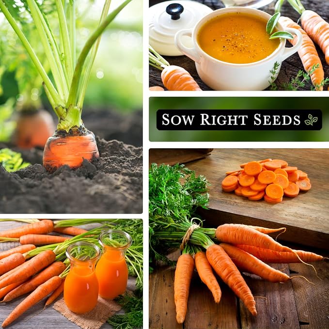 Sow Right Seeds - Scarlet Nantes Carrot Seed for Planting - Non-GMO Heirloom Packet with Instructions to Plant a Home Vegetable Garden - Indoors or Outdoor - Sweet and Vibrant Variety (2)