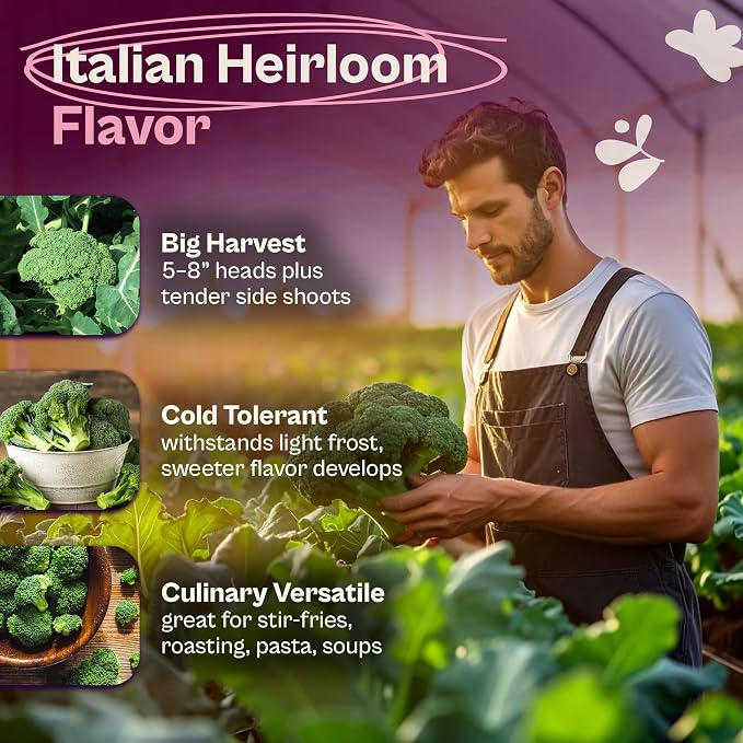 SVI 800 Calabrese Broccoli Seeds for Sprouting (Brassica oleracea VAR. capitata) - Green Broccoli Sprouts Seed Packets - Non-GMO Heirloom Vegetable Seeds for Planting Outdoors & Indoors Garden