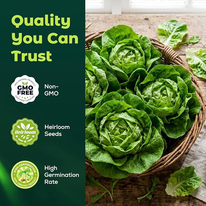 Buttercrunch Lettuce Seeds – 2500 Heirloom Seeds for Planting, Butter Lettuce Seeds for Indoor Outdoor Hydroponic Home Garden