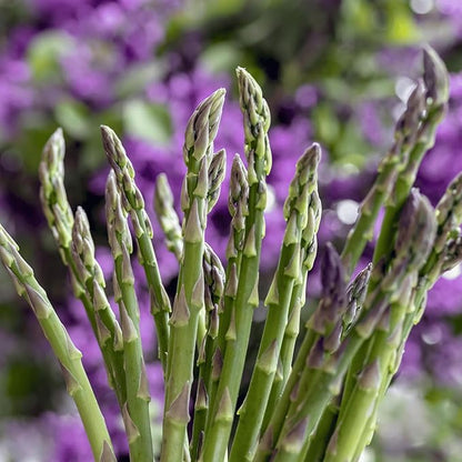 Mary Washington Asparagus Roots - Heirloom, Bare Root 2yr Asparagus Crowns from Hand Picked Nursery (5)