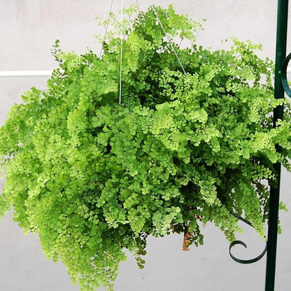 Bloom Master Hanging Baskets - 2 Gallon (3 Pack) - Hanging Planters for Outdoor Plants - Use as a Hanging Flower Basket, Strawberry Planter, Herb Planter, & More - Hanging Pots for Plants Outdoor