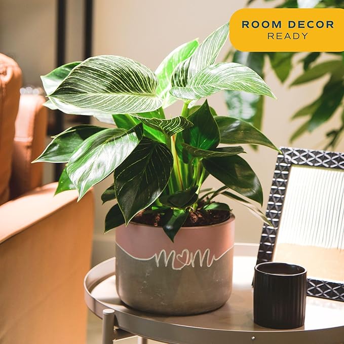 Costa Farms Philodendron Birkin Live Plant in Decorative Pot, Air Purifying Indoor Houseplant, Perfect for Home, Room, or Office Decor, Great House Warming or Birthday Gift, 12-18 Inches Tall