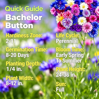 Mix Cornflower Seeds for Planting, 518+pcs Rare Perennial Double Dwarf Cornflower Flower Seeds Plants, Heirloom Non-GMO Hummingbirds Open Pollinated Wildflowers for Home Garden Outdoors