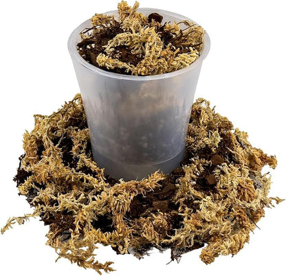 Gardenera Premium Orchid Mix by GARDENERA | Fern + New Zealand Pine Bark + Sphagnum Moss + Perlite | Best for Growing and Repotting Orchids - 4 Quart Bag