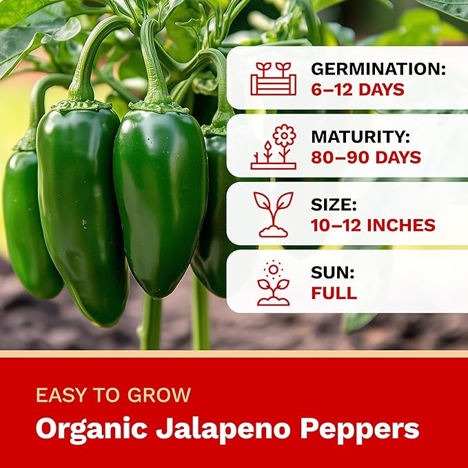 The Harvest Company Organic Jalapeño Pepper, Non-GMO, Certified USDA Organic, Open-Pollinated, Garden Seeds for Indoor Outdoor Planting, 25 Seeds