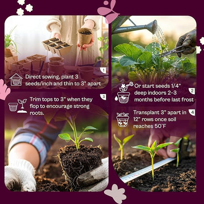 SVI 500 Bunching White Onion Seeds For Planting (Allium fistulosum) – Green Onion Seed Packets, Bunching Scallions Seed, Cebolla – Heirloom Vegetable Seeds for Planting Outdoors Home garden Containers