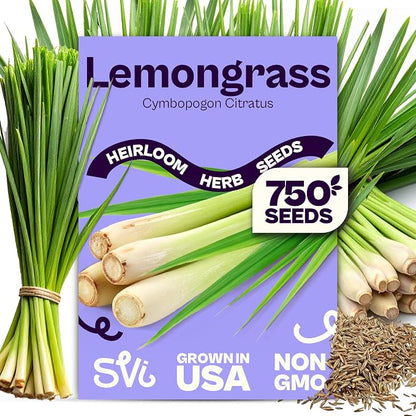 SVI 750 Lemongrass Seeds (Cymbopogon flexuosus) – West Indian Lemon Grass Seed Packets – Non GMO Heirloom Aromatic Culinary Herb Seeds for Containers, Outdoor & Indoor Herb Garden