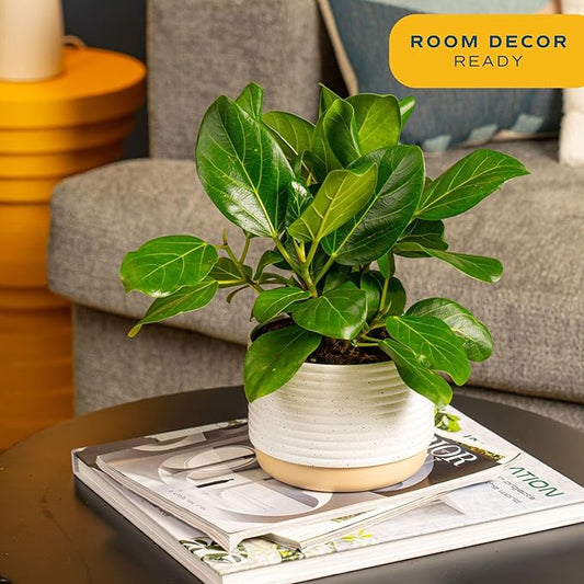 Costa Farms Ficus Audrey Live Plant in Decorative Pot, Indoor Houseplant, Perfect for Home, Room, or Office Decor, Great House Warming or Birthday Gift, 12-18 Inches Tall