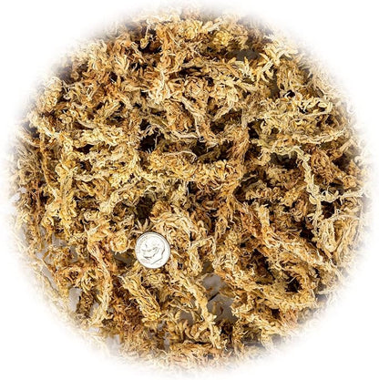 Premium New Zealand Sphagnum Moss by Gardenera - Organic Hand Mixed Long Fibered Sphagnum Moss Orchid - 4 Quart
