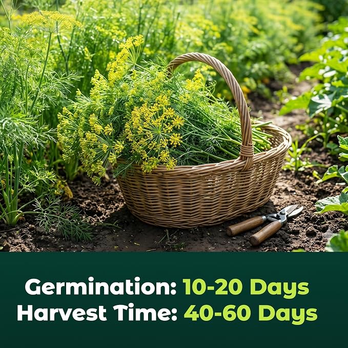 1200 Bouquet Dill Seeds for Planting Indoors & Outdoors - Premium Non-GMO Culinary Herb Seeds for Pickling, High Germination Fast Growing