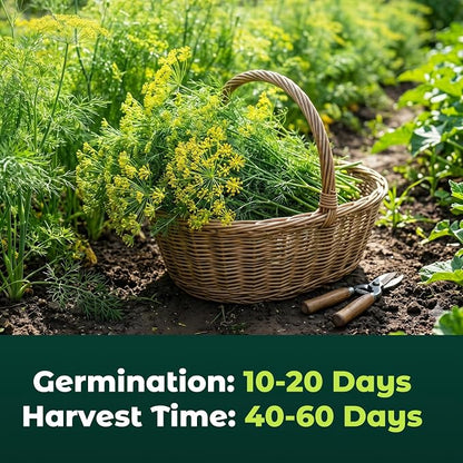 1200 Bouquet Dill Seeds for Planting Indoors & Outdoors - Premium Non-GMO Culinary Herb Seeds for Pickling, High Germination Fast Growing