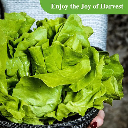 Groundio Buttercrunch Lettuce Seeds, Heirloom Non GMO Vegetable Seeds for Planting Outdoor, Indoor & Hydroponic, Garden Green Leaf Seeds for Salad