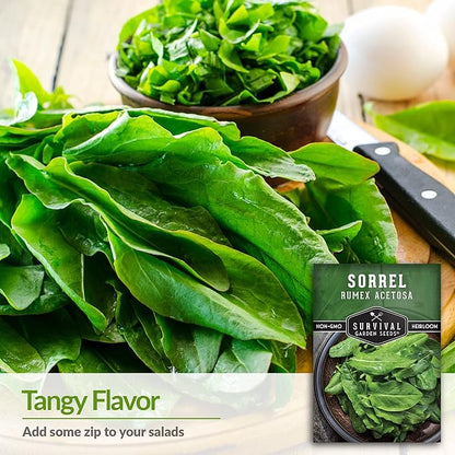 Sorrel Seeds for Planting - Large Leaf Garden Sorrel - Cool Weather Perennial Vegetable for Edible Leafy Greens - Heirloom Non GMO - Survival Garden Seeds (3 Packs)