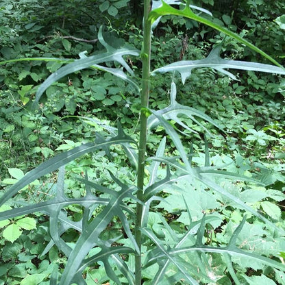 Wild Lettuce (Lactuca virosa) - Packet of 50 Seeds