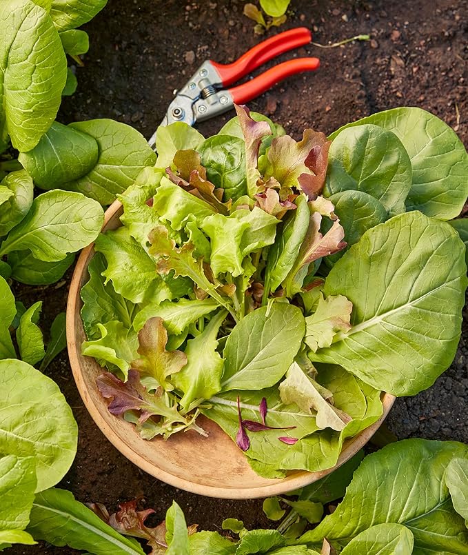 Burpee Sweet Salad Mix Mesclun Seeds 750 seeds