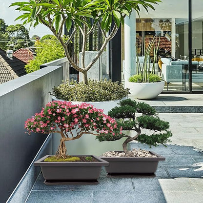 Bonsai Starter Kit, 5 Seeds Growing into Acacia, Wisteria, Sakura, Red Maple and Black Pine, Including Complete Gardening Tools with A Gift Box for Men Women Beginners