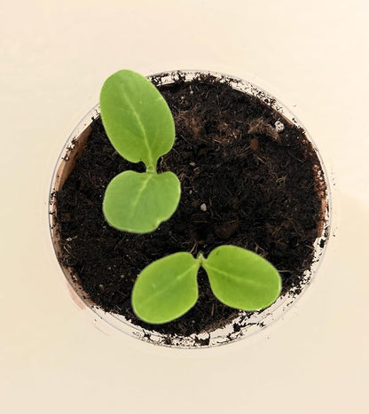 Tree Grow Kit | Easy to use | Educational | Memorial Gift | Plant It for The Planet | Grow Your Own Tree |Wide Selection to Choose from (Olive)