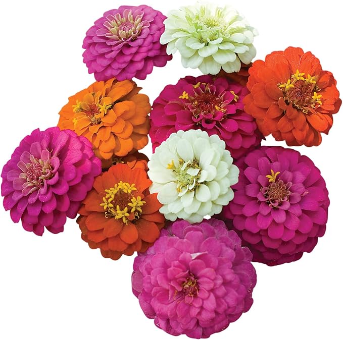 Burpee Cut & Come Again Zinnia Seeds 375 seeds