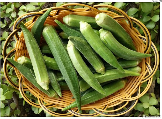 Seeds Louisiana Green Okra (Bamia, Lady Finger) Heirloom Vegetable Non GMO