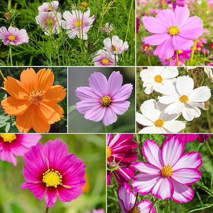 Groundio 7 Varieties Cosmos Seeds Mix, 1 Ounce Over 5000+ Crazy Blend Cosmo Flowers Seed for Planting, Open Pollinated, Non-GMO, Heirloom (Daydream, Gloria, Picotee, Purity, Radiance, Pinkie, Sulphur)