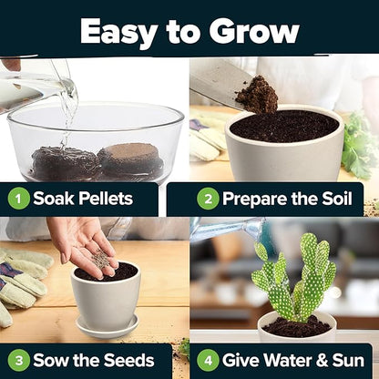 HOME GROWN Bonsai Tree Starter Kit – Unique Christmas Gift for Adults, Men, Women - Grow 4 Bonsais & HOME GROWN Succulent & Cactus Seed Kit for Planting