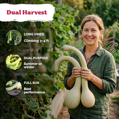 KVITER 40 Tromboncino Squash Seeds (Cucurbita Moschata) – Zucchetta Rampicante, Climbing, Dual-Purpose Squash, Heirloom Seed Packets - Vegetable Seeds for Outdoor Vegetable Garden & Trellises
