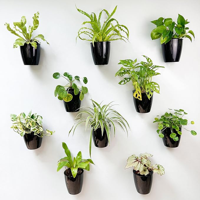 LaLaGreen Wall Planters for Indoor Plants - 10 Pack, 4 Inch Black Self Watering Pots Modern Indoor Hydroponic Vertical Live Garden Wall Mounted Hanging Plant Holder