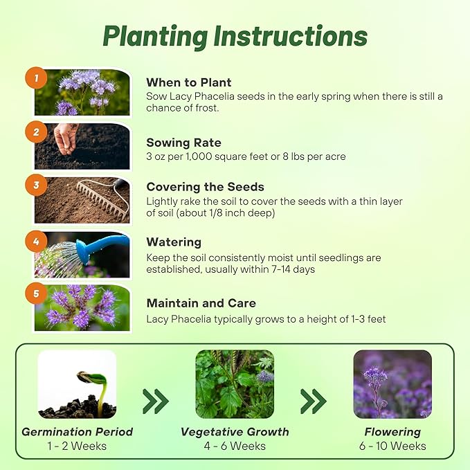 Outsidepride Lacy Phacelia Seeds for Planting - 1/4 Lb Annual, Drought-Tolerant Wildflower Seeds with Light Violet Flowers, Ideal for Pollinator Gardens, Erosion Control, & Attracts Bees & Butterflies