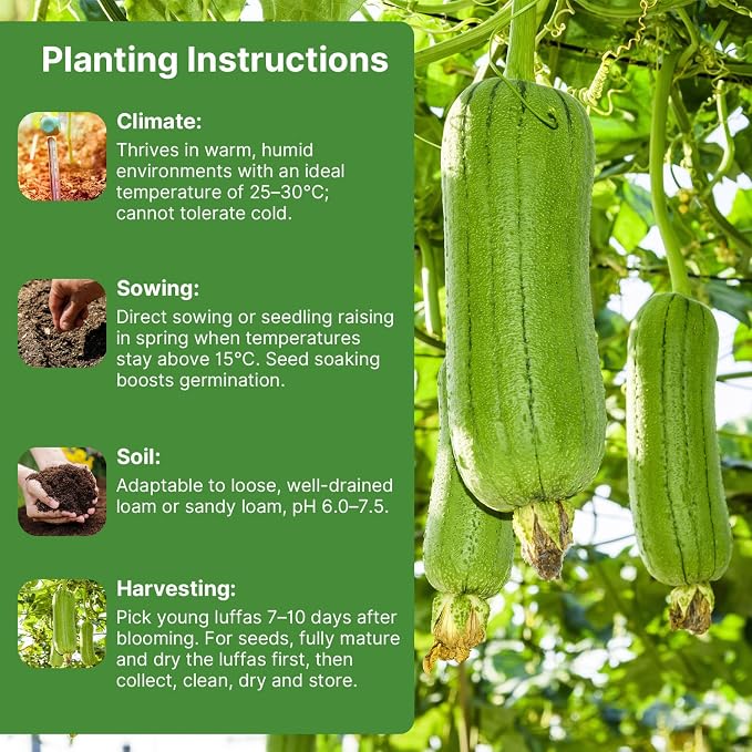 Groundio 40+ Luffa Seeds – Non-GMO Heirloom Loofah Sponge Gourd Seed, Edible & Natural Sponge, Home Garden Outdoor Planting (Luffa aegyptiaca)