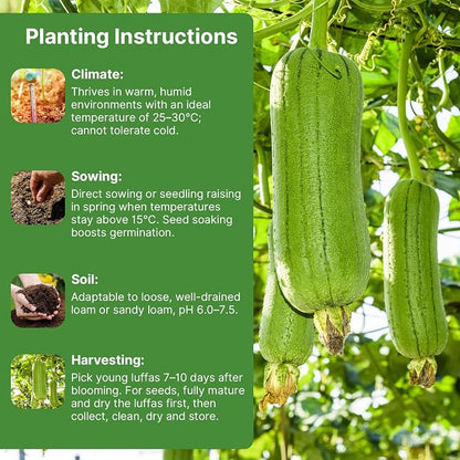 Groundio 40+ Luffa Seeds – Non-GMO Heirloom Loofah Sponge Gourd Seed, Edible & Natural Sponge, Home Garden Outdoor Planting (Luffa aegyptiaca)