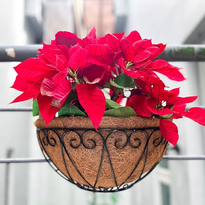 LaLaGreen Outdoor Wall Planters (2 Pack, 14 Inch) Black Metal Wall Mounted Hanging Basket with Coco Liner, Semi-Circle Flower Pot Plant Holder for Fence Railing Deck Porch Balcony French Garden Decor