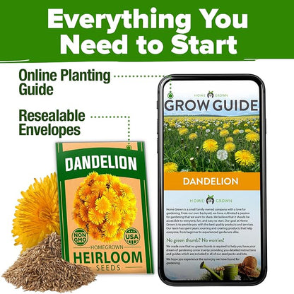 HOME GROWN Dandelion Seeds for Planting 600 Heirloom Medicinal Herb Seeds (~0.3g) Non GMO Grow Edible Leaves and Flowers for Remedies or Wildlife (Taraxacum officinale)