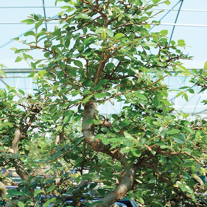 Brussel's Bonsai Live Chinese Elm Bonsai Tree, Outdoor - Medium, 7 Years Old, 8 to 10 inches Tall - Includes Ceramic Bonsai Pot and Humidity Tray