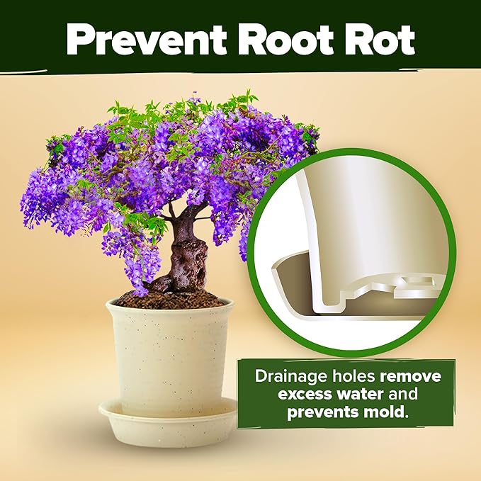 Bonsai Tree Growing Kit 2-Pack – Premium Ceramic Starter Set + 4 Bonsai Trees Variety Kit – Unique DIY Gardening Gift for Men, Women, Beginners & Nature Lovers – Indoor Plant Hobby & Gift Idea