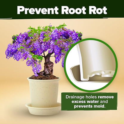 Bonsai Tree Growing Kit 2-Pack – Premium Ceramic Starter Set + 4 Bonsai Trees Variety Kit – Unique DIY Gardening Gift for Men, Women, Beginners & Nature Lovers – Indoor Plant Hobby & Gift Idea